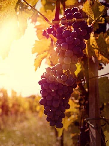 WebYourDay - Israëlwijn