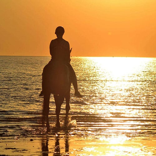 Horseworld tinte - WebYourDay